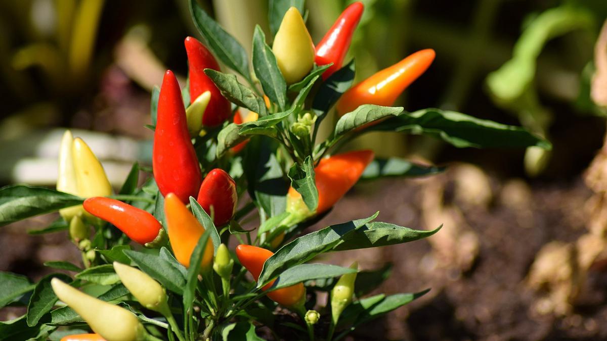 Trik Memilih Pupuk untuk Tanaman Cabai agar Pedas Maksimal
