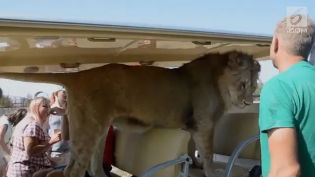 Melihat singa dari kejauhan memang sudah biasa. Namun, naik mobil bersama singa hal yang tak biasa.