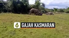 gajah kasmaran