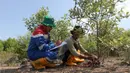 Head of Procurement & General Support PT Kilang Pertamina Internasional Project Sumatera M Yunus bersama Anggota Lembaga Pengelola Hutan Desa Sungsang IV mencatat pertumbuhan pohon mangrove (Rhizophora mucronata) di Desa Sungsang IV, Kecamatan Banyuasin II, Banyuasin, Sumatera Selatan, Selasa (27/5/2025). (Liputan6.com/Herman Zakharia)