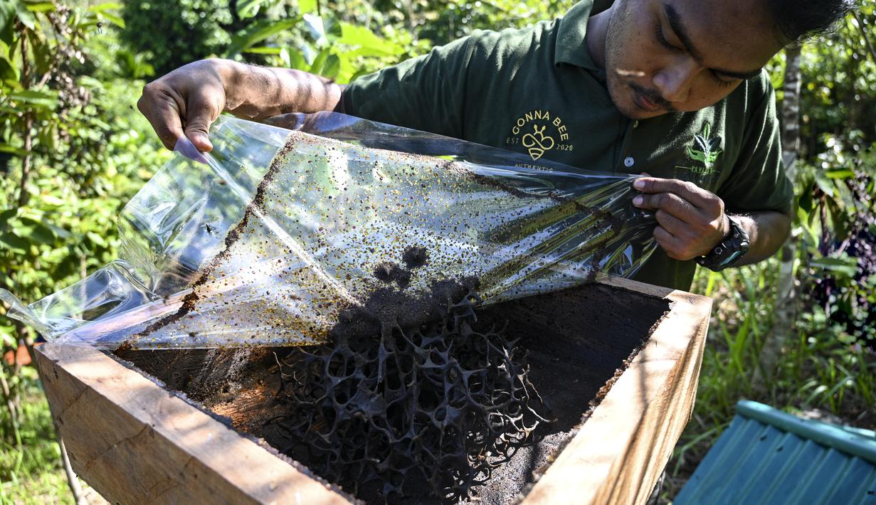 Seorang peternak lebah memeriksa sarang lebah yang tidak bersengat di sebuah peternakan lebah di Pekan Bada, provinsi Aceh (20/2/2022). Lokasi ini jadikan eduwisata, sambil berwisata peserta belajar membudidaya lebah.  (AFP/Chaideer Mahyuddin)