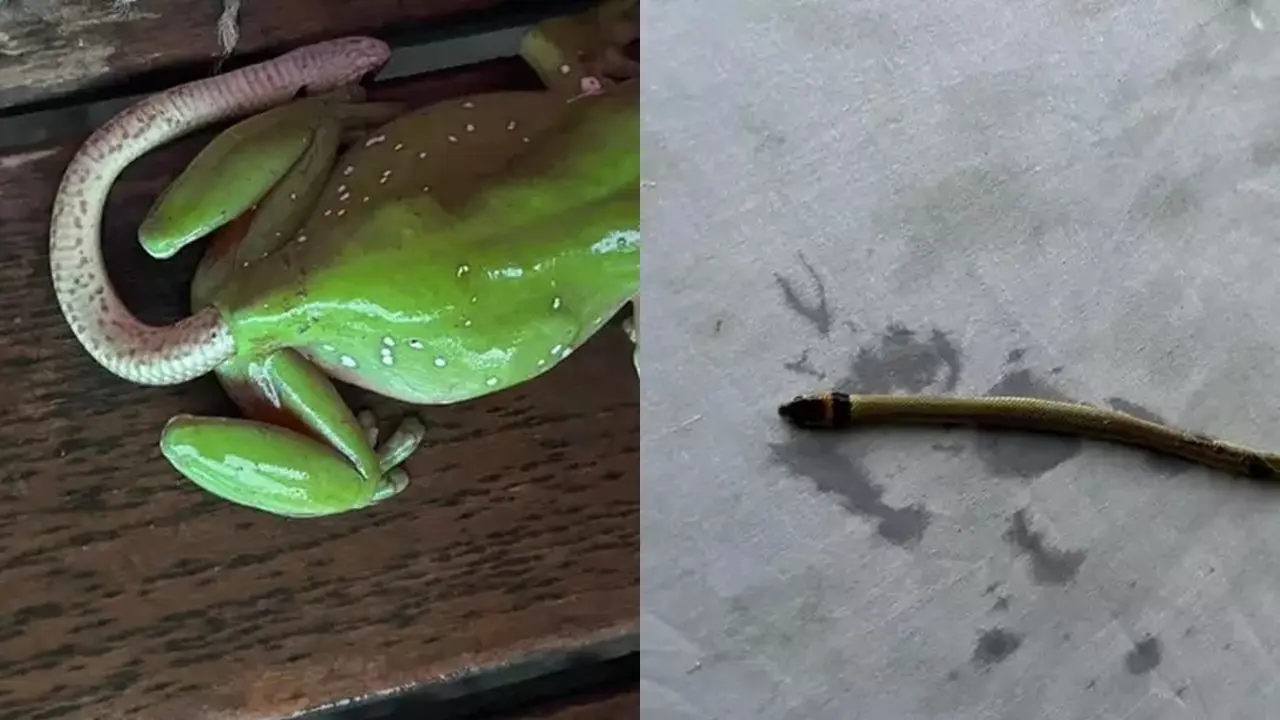 Ular dari Dalam Tubuh Katak