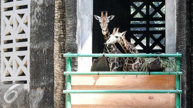 20150818-Jerapah-BarU-Ragunan-Jakarta-Ahok