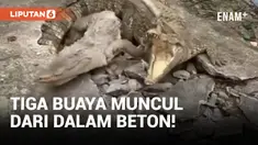 Heboh! 3 Ekor Buaya Menyembul dari Beton Jalan