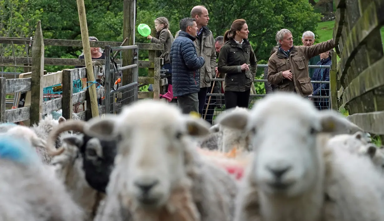 Duke of Cambridge Pangeran William bersama Duchess of Cambridge Kate Middleton saat berkunjung ke Deepdale Hall Farm, sebuah peternakan domba tradisional di Patterdale, Cumbria, Inggris, Selasa (11/6/2019). (Owen Humphreys/POOL/AFP)