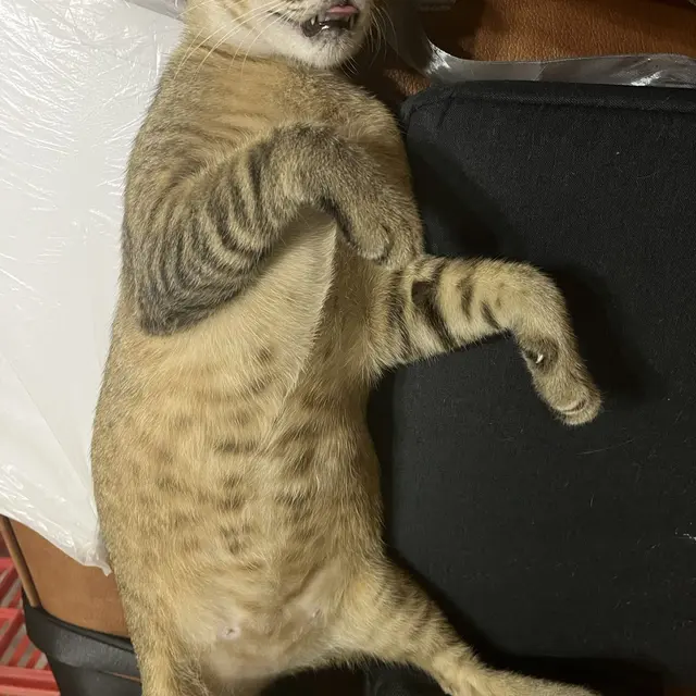 6 Potret Lucu Kucing Tidur Pulas Sampai Menganga Ini Bikin Gemas