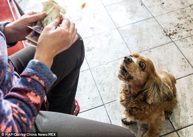 Bobby pintar menarik hati sehingga orang akan memberinya uang | Photo copyright Dailymail.co.uk