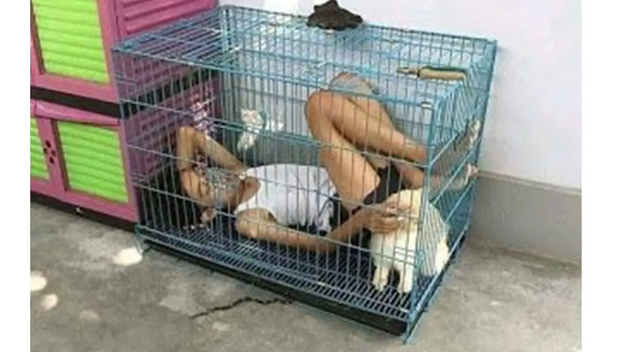 6 Kelakuan Kocak Orang Rebahan Bareng Kucing Ini Bikin Tepuk Jidat