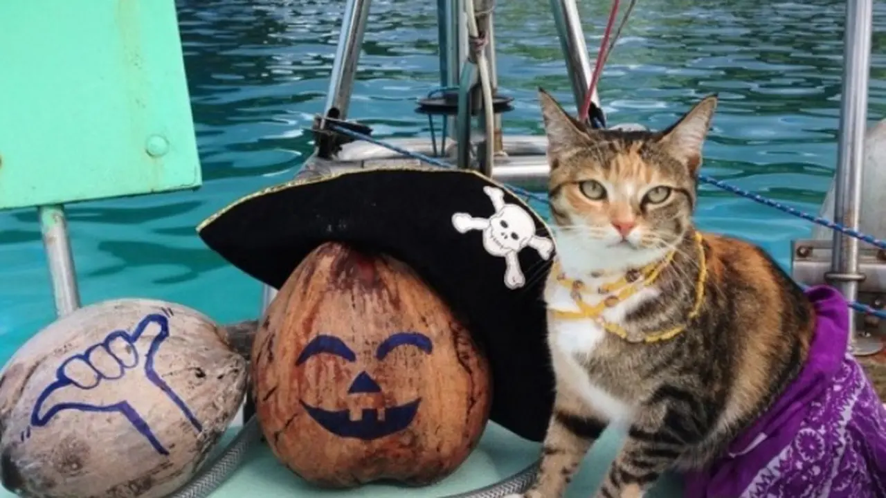 Amelia, kucing ini telah menenani Liz Clark berlayar ke seluruh dunia bersama-sama. Foto : Instagram | captainlizclark