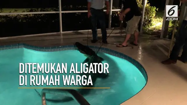 Seekor aligator sepanjang 3 meter ditemukan berenang tengah malam di rumah warga di Florida, AS.