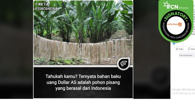 Cek Fakta Benarkah Bahan Baku Dolar As Berasal Dari Pohon Pisang Di Indonesia Cek Fakta Liputan6 Com