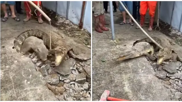Viral Momen Munculnya Tiga Buaya dari Dalam Tanah Ini Bikin Geger Warga