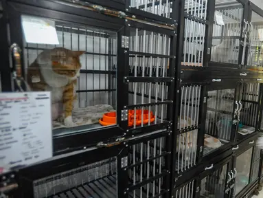Dokter hewan mengecek kesehatan kucing yang dititipkan di Amore Pejaten, Jakarta Selatan, Minggu (7/42024). (merdeka.com/Arie Basuki)