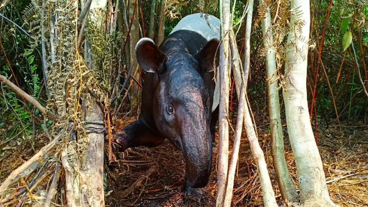 Seekor tapir terjerat di Bukitbatu, Bengkalis, saat keluar dari hutan menyelamatkan diri dari kebakaran lahan.