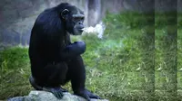 Kenalkan Azela, Simpanse Penghisap Rokok Sebungkus Sehari