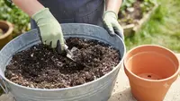 Perbedaan Tanah Pot dan Tanah Kebun, Ini Plus Minusnya untuk Menanam Sayuran