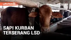 Pemeriksaan Hewan Kurban, Ditemukan Sapi Terserang LSD
