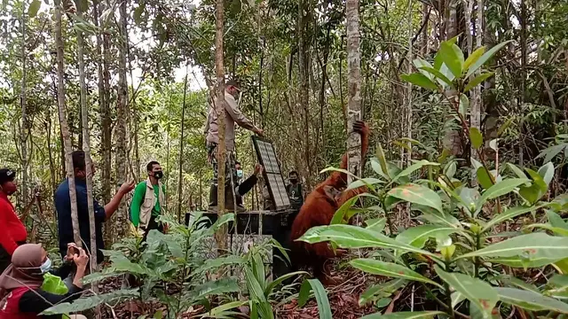Orang utan tapanuli