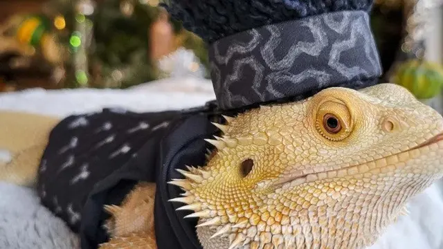 Kostum Lucu Iguana