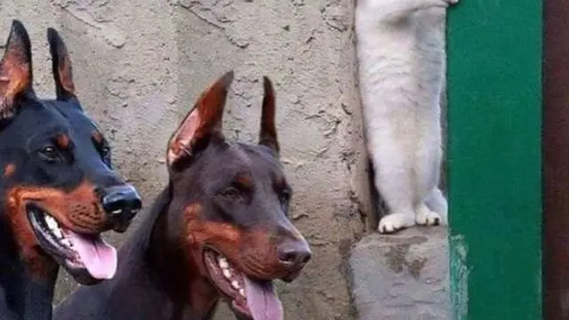 10 Potret Nyeleneh Kucing sedang Sembunyi Tempat Tak Terduga Ini Bikin Gemas