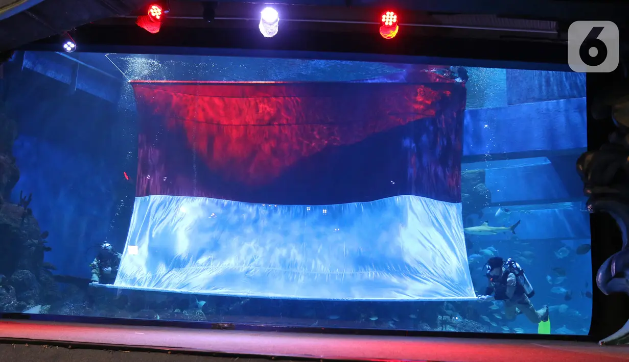 Penyelam melakukan prosesi pengibaran bendera merah putih raksasa di Jakarta Aquarium & Safari (JAQS), Jakarta, Selasa (17/8/2021). Dalam memperingati hari kemerdekaan ke-76 RI, JAQS menyelenggarakan rangkaian Pengibaran Bendera Raksasa. (Liputan6.com/Herman Zakharia)