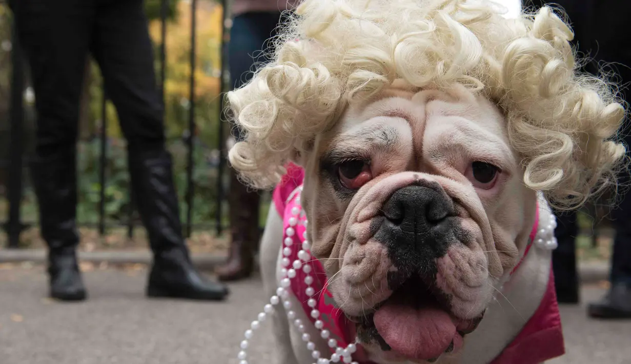 Seekor anjing Bulldog didandani dengan rambut mirip Marilyn Monroe selama mengikuti Parade anjing Halloween di New York, USA, Sabtu (24/10/2015). Acara ini diadakan setiap tahunnya di Tompkins Square. (REUTERS/Keith Stephanie)