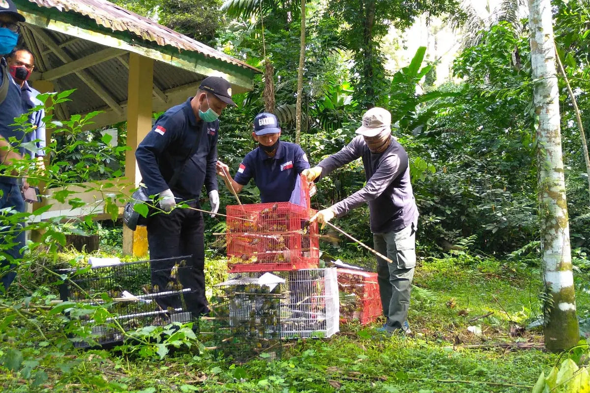 Pelepasliaran burung