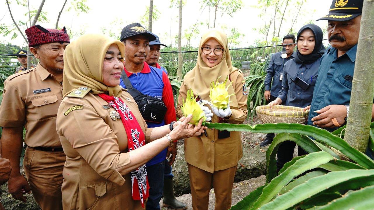 Buah naga kuning menjadi komoditas baru bagi petani Banyuwangi. (Istimewa)