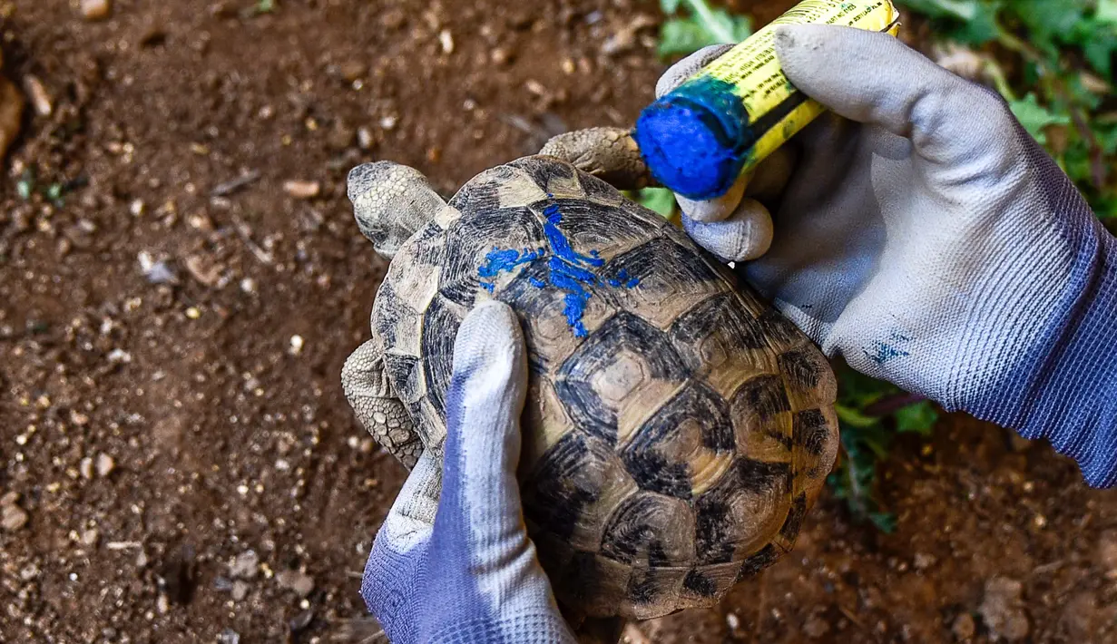 Cleopatra, seorang dokter hewan sukarelawan, menggunakan spidol biru untuk menggambar tanda "X" pada penyu yang sehat untuk mengonfirmasi bahwa penyu tersebut dalam kondisi yang baik untuk dilepaskan, di Kalyvia Thorikou, pada tanggal 29 September 2023. (Spyros BAKALIS/AFP)