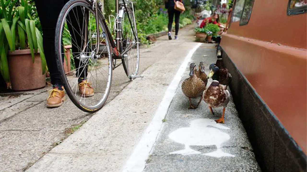 Uniknya `Duck Lanes` Jalur Khusus Untuk Bebek di Inggris