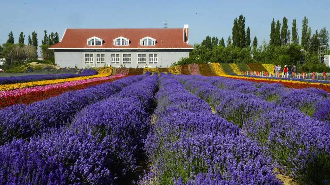 Kota Lavender
