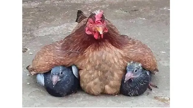 Kelakuan ayam (Sumber: Brightside)