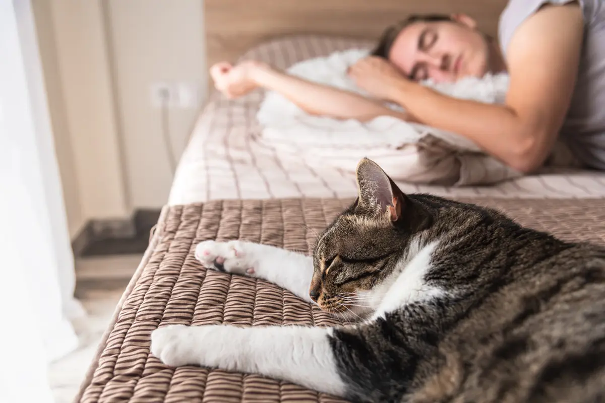 Kucing Tidur