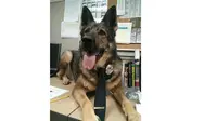 Departemen kepolisian Amrik baru saja memutuskan untuk mempromosikan salah satu anjing patroli berjenis German Shepherd menjadi detektif.
