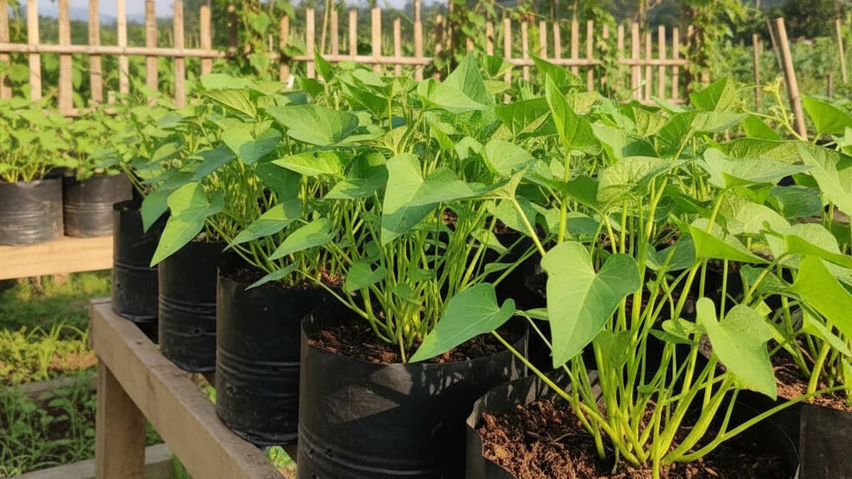 Cara Menanam Kangkung di Polybag, Cukup 3 Minggu Sudah Panen