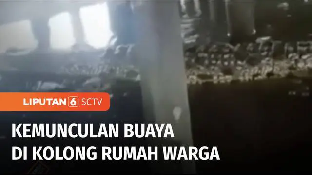 Seekor buaya muncul di bawah rumah warga yang berada di bantaran Sungai Siak, Pekanbaru, Riau. Hal ini diduga akibat penghuni kerap buang sisa makanan.