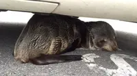 Seekor anak anjing laut yang terpisah dari induknya tampak bersedih di bawah mobil sebelum akhirnya diselamatkan oleh polisi