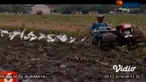 Banyaknya burung bangau yang kerap ditemui di area persawahan pada musim tanam seperti ini, justru bisa menguntungkan para petani. Sebab, munculnya burung-burung itu dapat membantu petani membasmi hama, seperti belalang yang memakan daun padi.