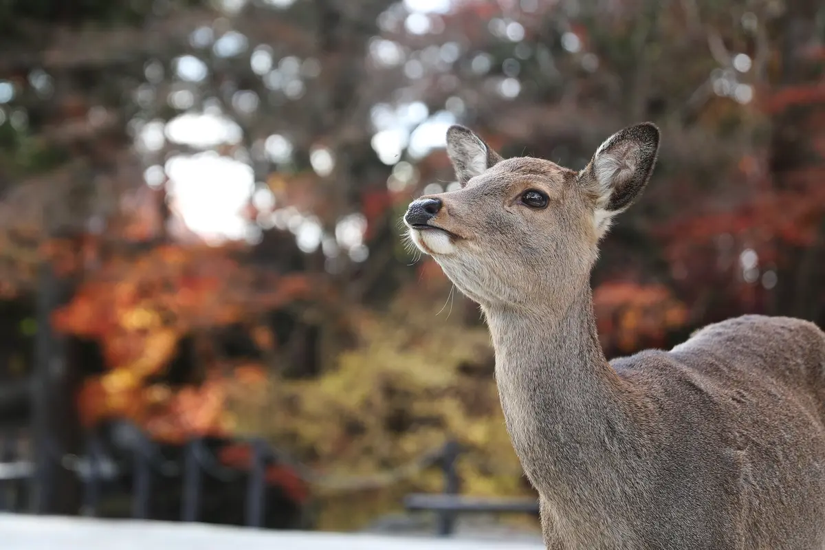 Rusa di Taman Nara Jepang