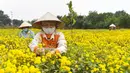 Para petani memanen bunga krisan di Provinsi Hung Yen, Vietnam, Selasa (21/12/2021). Krisan adalah sejenis tumbuhan berbunga yang sering ditanam sebagai tanaman hias pekarangan atau bunga petik. (Nhac NGUYEN/AFP)