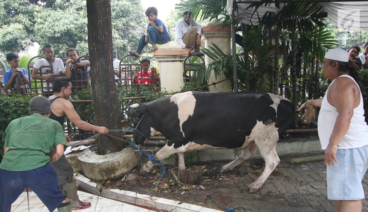 Petugas bersiap memotong hewan kurban sapi di Masjid Sunda Kelapa, Jakarta, Jumat (1/9). Panitia hewan kurban Masjid Sunda Kelapa menerima sebanyak 10 ekor sapi dan 46 ekor kambing untuk dibagikan kepada yayasan dan warga. (Liputan6.com/Immanuel Antonius)