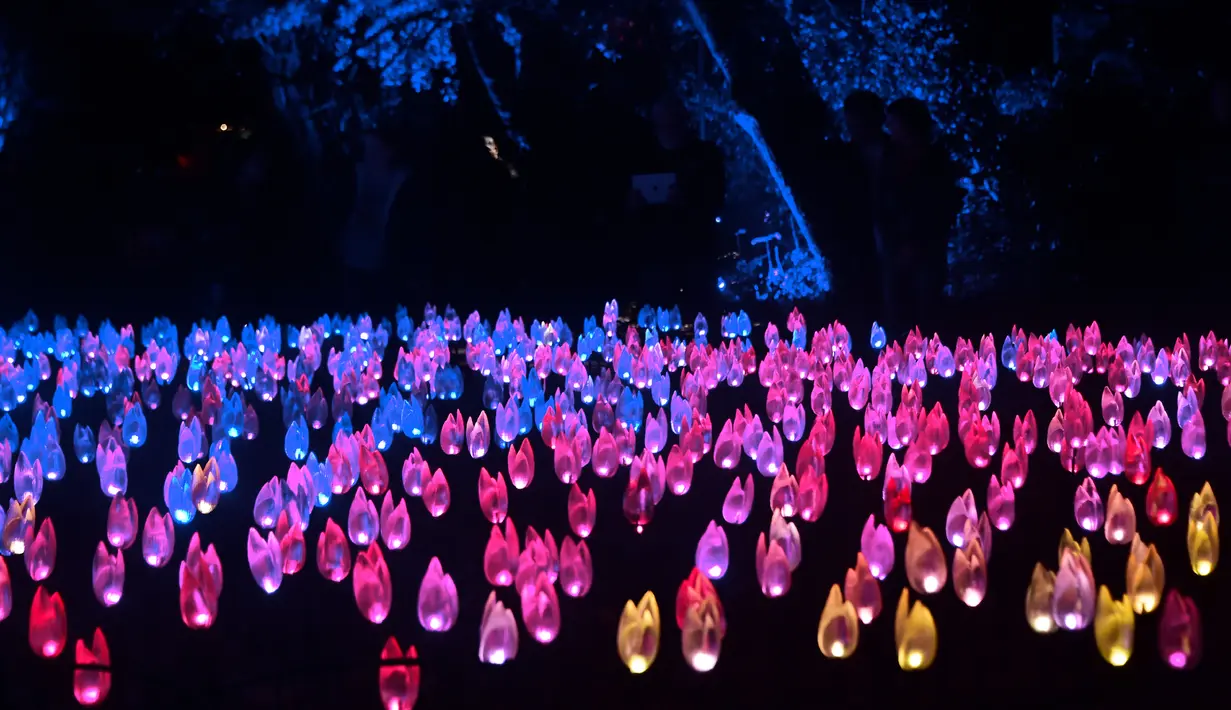 Orang-orang melihat "Hutan Bercahaya" di Taman Descanso, Los Angeles, Senin (17/12). Tampilan tulip menyala ini diletakkan tepat di mana bunga yang asli akan mekar saat musim semi. (Frederic J. BROWN / AFP)