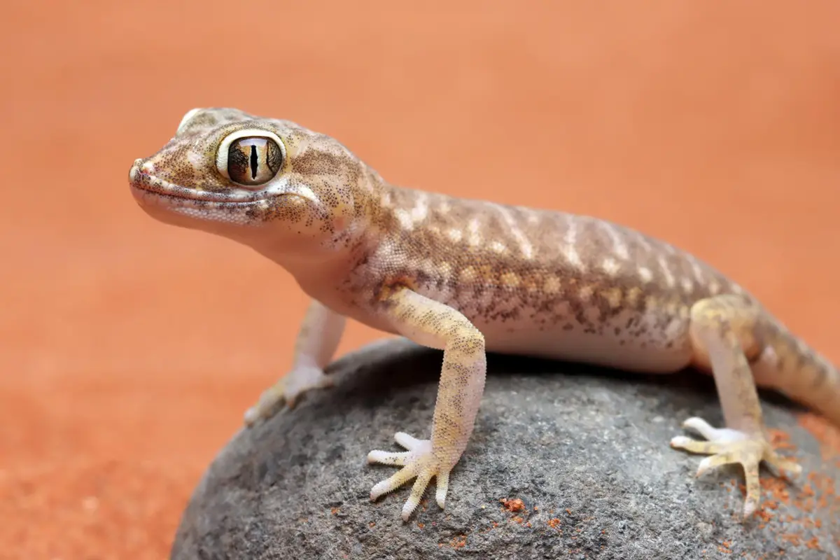 Ilustrasi Cicak