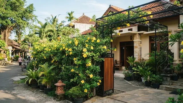 Model pagar hidup dari tanaman yang bikin rumah lebih sejuk dan privat menggunakan alamanda