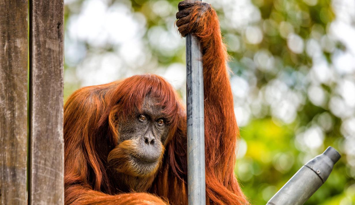 Puan, orangutan terlihat beristirahat di Kebun Binatang Perth di Australia (27/10). Puan 60 tahun kini telah memiliki 11 anak dan dinyatakan masuk catatan Guiness World Record sebagai orangutan Sumatera tertua di dunia. (Perth Zoo/Alex Asbury/ REUTERS)