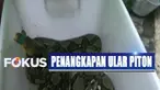 Selama 2 tahun terakhir ini, komunitas Snake Rescue Boyolali setidaknya sudah melepasliarkan ular piton sekira 20 ekor.