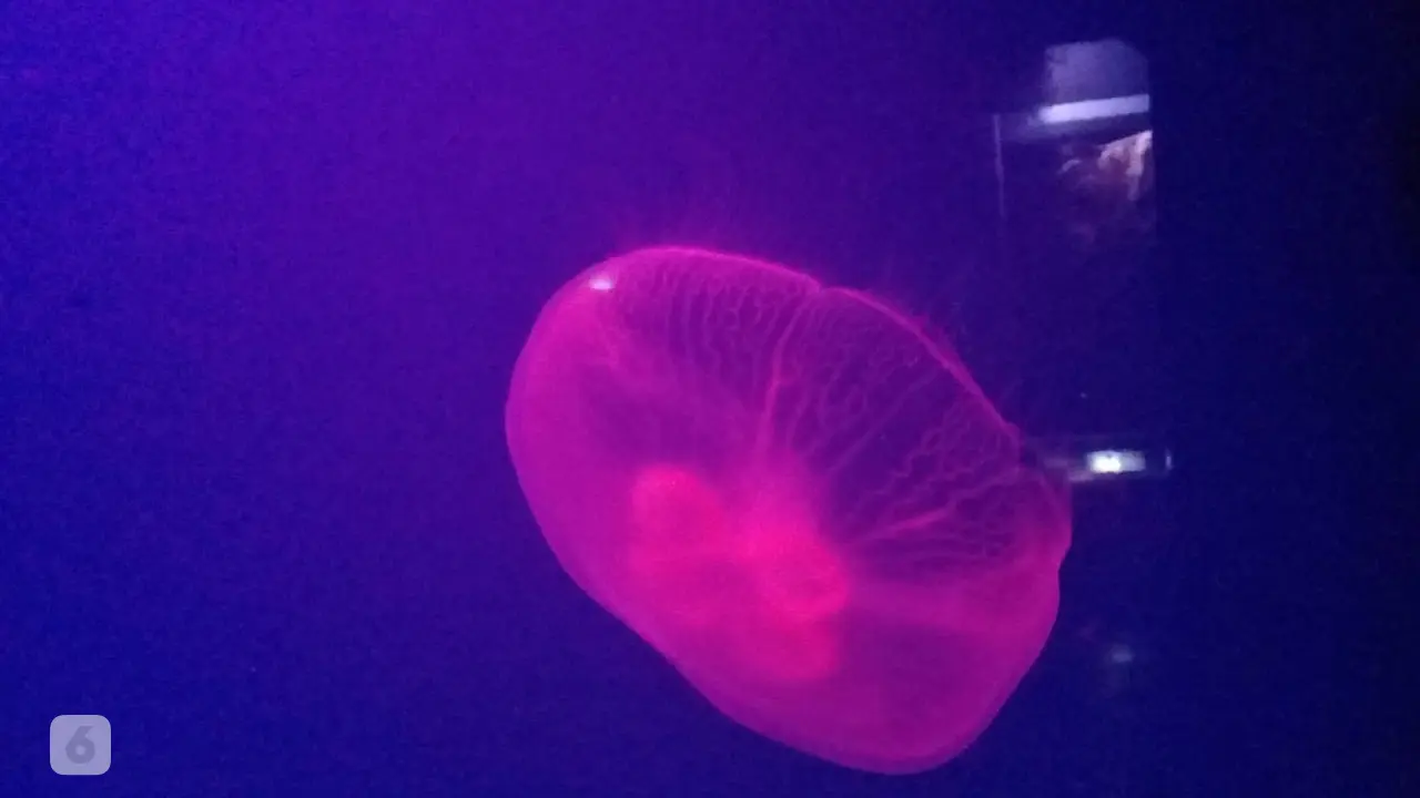 Ubur Ubur Moon Jellyfish
