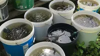 Jenis Ikan yang Cocok Dibudidaya di Ember Bekas, Peluang Usaha Skala Rumah