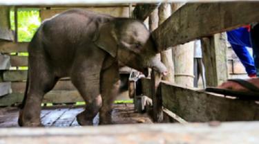 Anak Gajah Sumatra