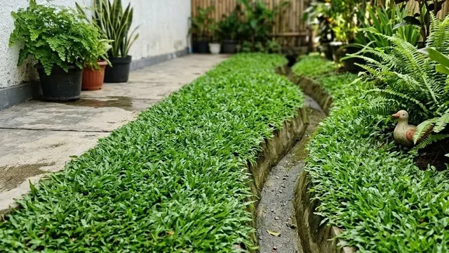 9 Tanaman Penutup Tanah untuk Area Drainase, Halaman Lebih Rapi dan Bebas Erosi
